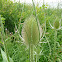 Dipsacus