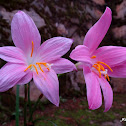 Rain Lily