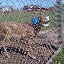 White-tailed Deer