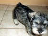 Hermosos Cachorros Schnauzer