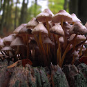 Clustered Bonnet
