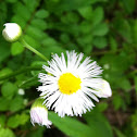Fleabane