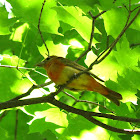 Summer Tanager