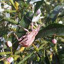 fruit-tree root weevil