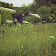 Queen Anne's Lace