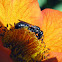 Small Carpenter Bee