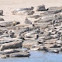 Harbor seals