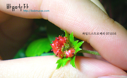 와일드스트로베리