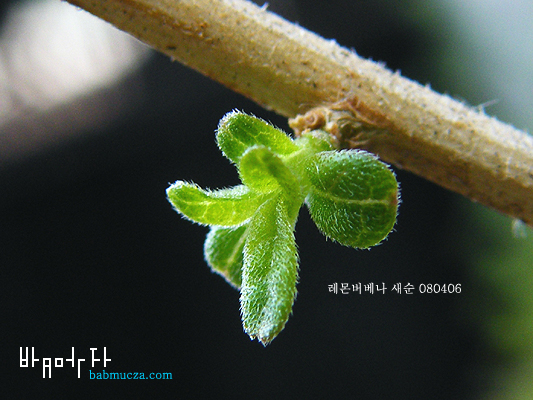 레몬버베나
