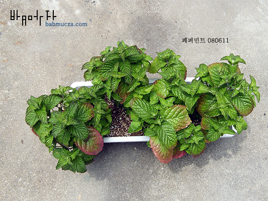 페퍼민트