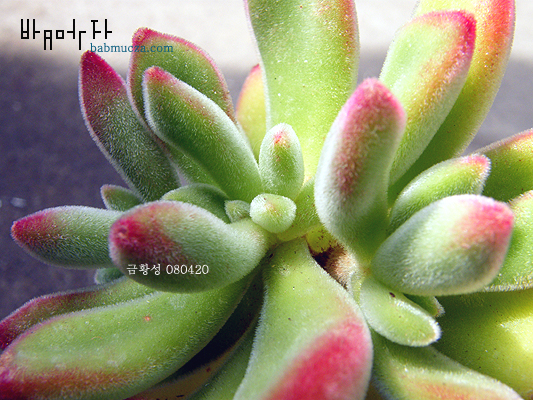 금황성