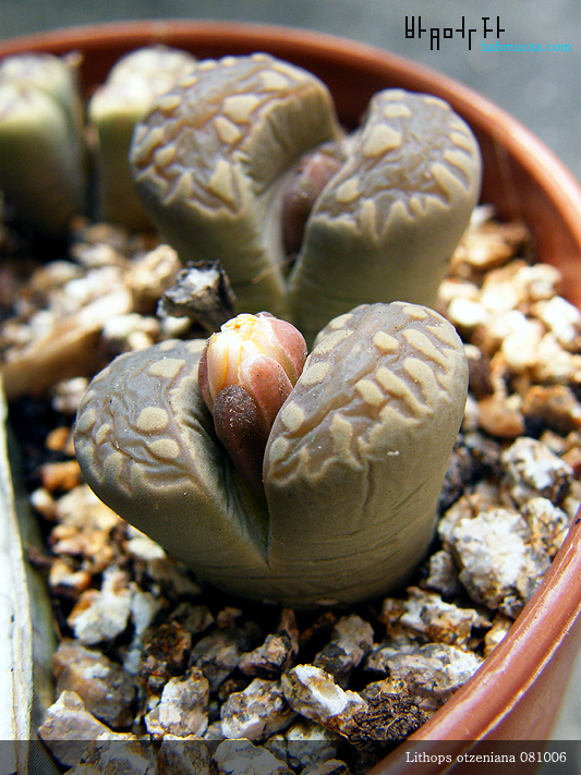 Lithops otzeniana