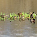 Mallard ducks
