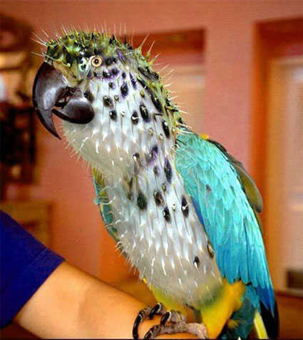 peixe