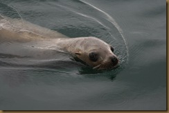 Alaska 2008 239