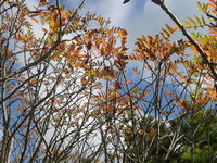 色づくななかまど