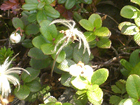 チングルマの綿毛