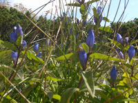 エゾオヤマノリンドウ