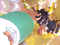 ぶどうを傷つけないように