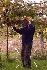 ブドウ園のおじさん