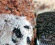 Semifrio de Oreo