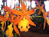Exposición Orquídeas 2005 Exposición Orquídeas 2005