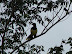 Aves en Iguazú