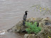 Aves en Iguazú