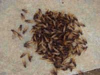 Hormigas Culonas