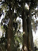 Parque del Gallineral
