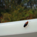 Firefly (mating)