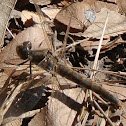 Variegated Meadowhawk Dragonfly (female)