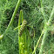 Eastern Black Swallowtail larva
