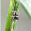 jumping spider