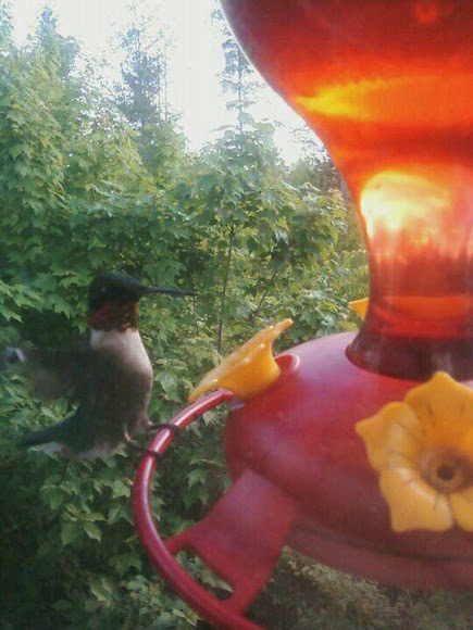 Spotting Image 1