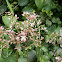 Fairy crassula
