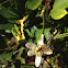 Honey bee on lemon flower