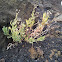 Senecio