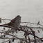 White-crowned Sparrow