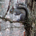 Eastern gray squirrel