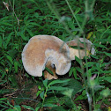 Uknown Boletus spp.