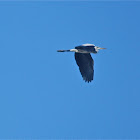 grey heron
