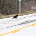 Turkey Vulture