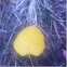 central park leaf