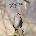 White-crowned Sparrow