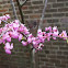 Peach tree blossom 