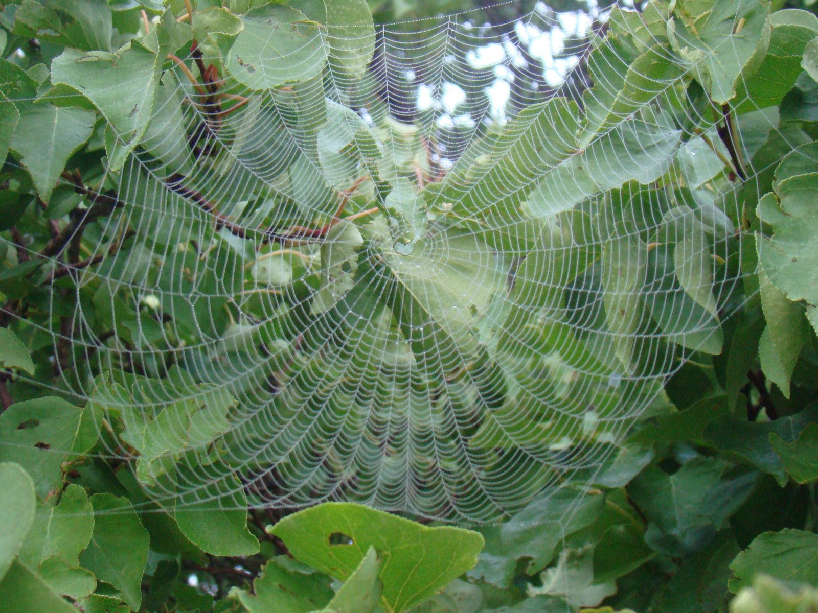 [08-20-08 Spiderwebs 004[8].jpg]