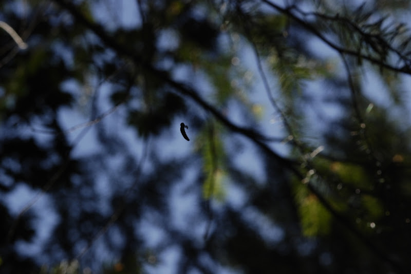_DSC0005 copy.JPG