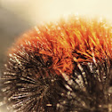 Woolly Bear Caterpillar
