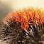 Woolly Bear Caterpillar